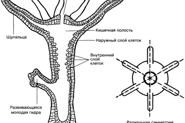 Что такое кракен 2024 маркетплейс